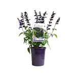 140mm Fisher Signature Salvia Vivacious - Salvia hybrid