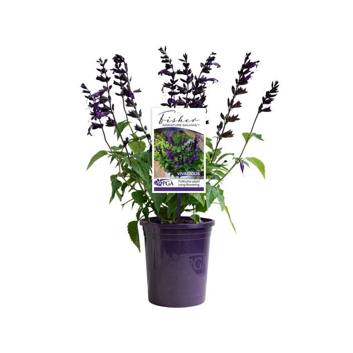140mm Fisher Signature Salvia Vivacious - Salvia hybrid