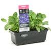 Punnet Pansy Blue - Pansy wittrockiana
