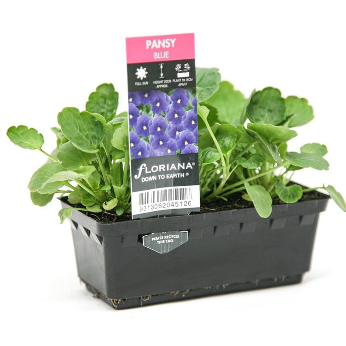 Punnet Pansy Blue - Pansy wittrockiana