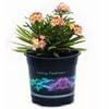 14cm Perennial Wallflower - Erysimum linifolium