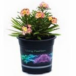 14cm Perennial Wallflower - Erysimum linifolium