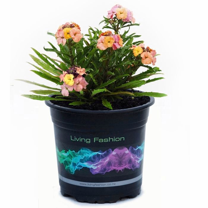 14cm Perennial Wallflower - Erysimum linifolium