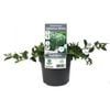 140mm Convolvulus Sabatius White - Small Spaces Range