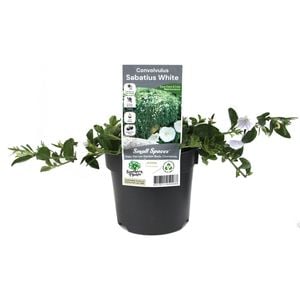 140mm Convolvulus Sabatius White - Small Spaces Range