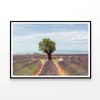 Lavender Row, Almond Tree  Print 100% Australian Made 90x60cm  (Poster)