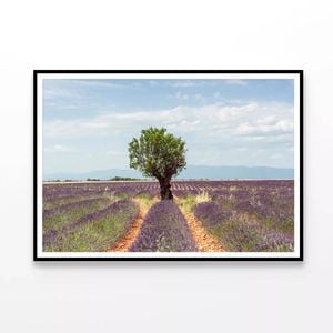 Lavender Row, Almond Tree  Print 100% Australian Made 90x60cm  (Poster)