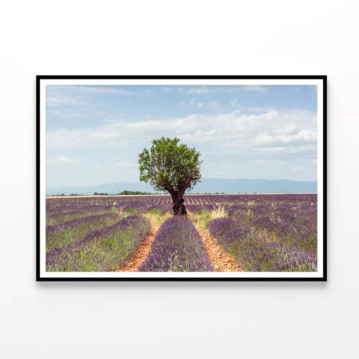 Lavender Row, Almond Tree  Print 100% Australian Made 90x60cm  (Poster)