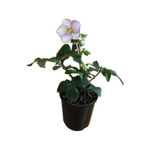 2.4L Helleborus Picotee - Helleborus x hybridus Winter Dreams
