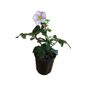 2.4L Helleborus Picotee - Helleborus x hybridus Winter Dreams