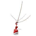 Bagged Stella Cherry - Prunus spp
