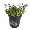 120mm Blue Eyed Grass - Sisyrinchium angustifolium