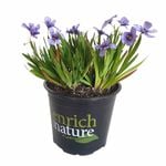 120mm Blue Eyed Grass - Sisyrinchium angustifolium