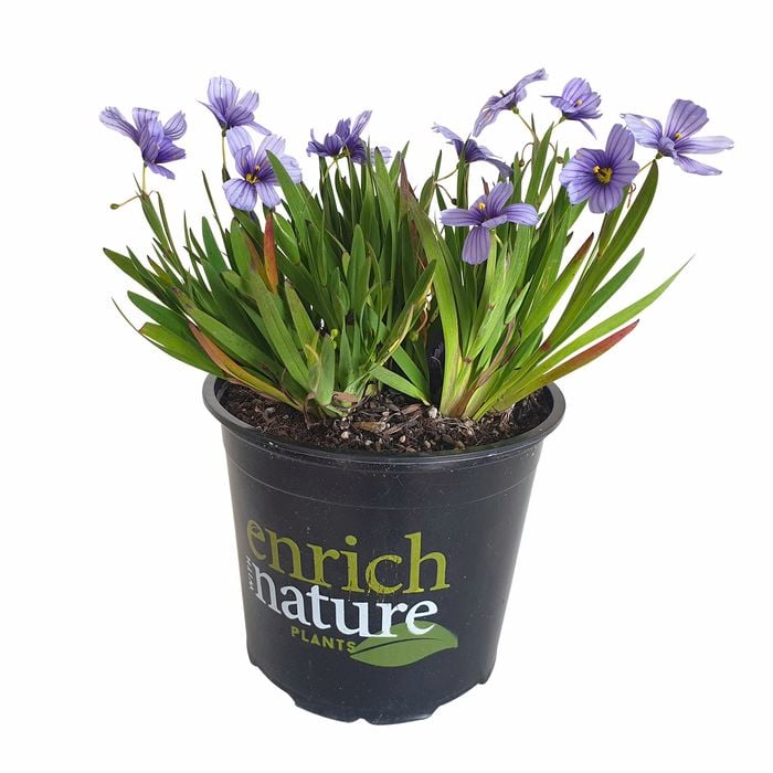 120mm Blue Eyed Grass - Sisyrinchium angustifolium