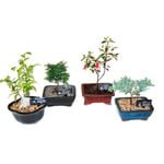 Size H Advanced Bonsai in Ceramic Pot