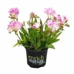 150mm Freesia Nano Bari - Freesia corymbosa