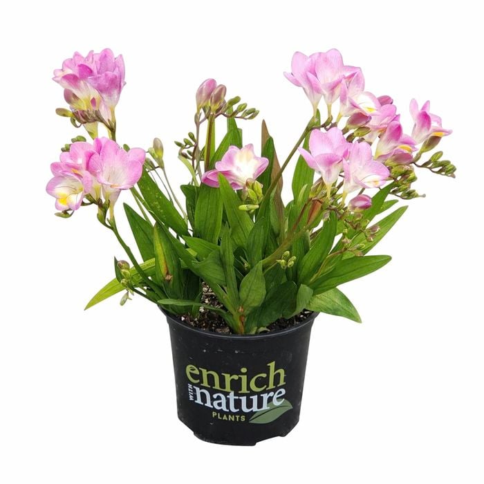 150mm Freesia Nano Bari - Freesia corymbosa
