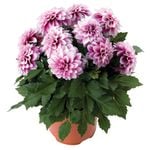 130mm Assorted Dahlia Dahlinova  - Dahlia pinnata