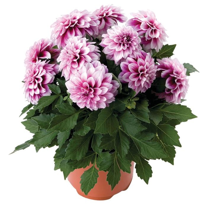 130mm Assorted Dahlia Dahlinova  - Dahlia pinnata