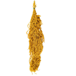 Blooms Of Joy 50-80cm Yellow Amaranthus Flowers