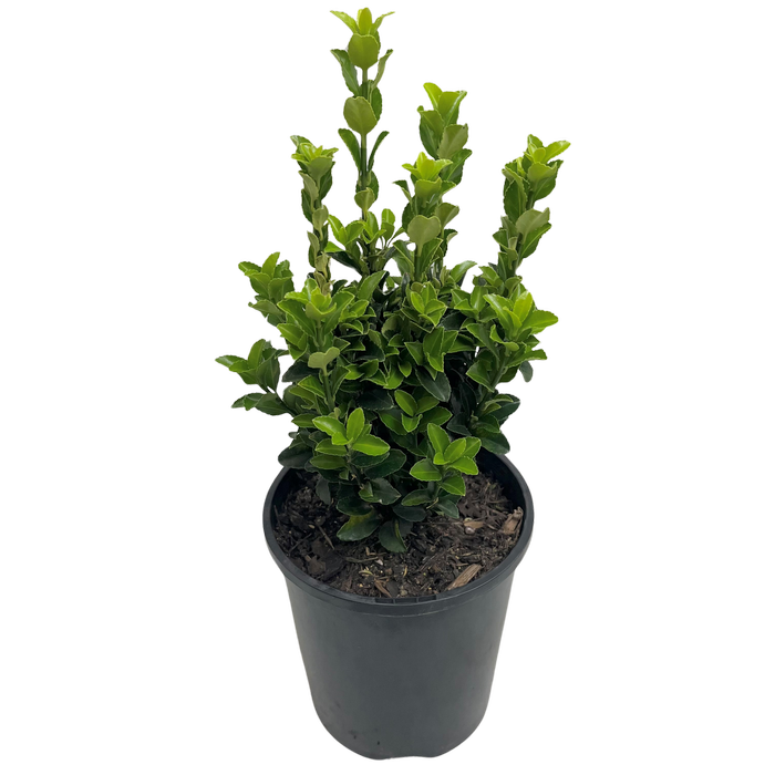 140mm Euonymus Green Rocket - Euonymus japonicus