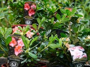 Azaleas in bloom