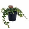 150mm Climbing Fig - Ficus pumila