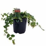 150mm Climbing Fig - Ficus pumila