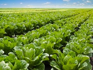 wide shot of rows of planted lettuce in a field