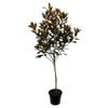 8.5L Evergreen Magnolia - Magnolia grandiflora Little Gem
