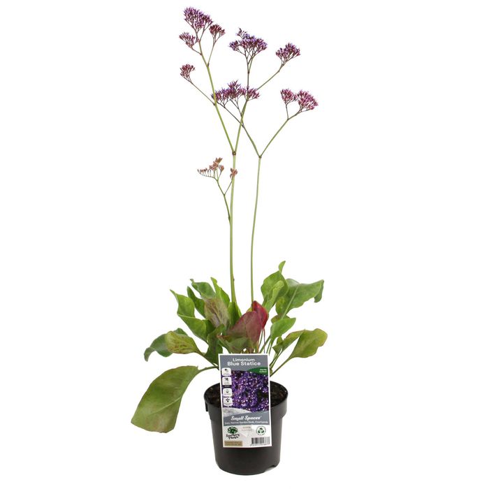 140mm Blue Statice - Limonium perezii Blue