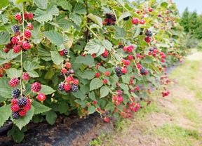 Blackberries growing in a field with the plant around it