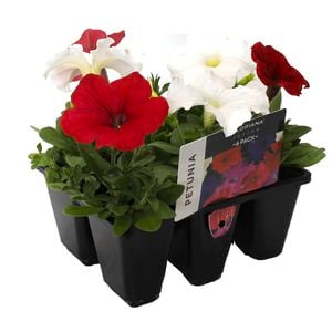 6 Cell Red And White Fusion Flowers Range Petunia