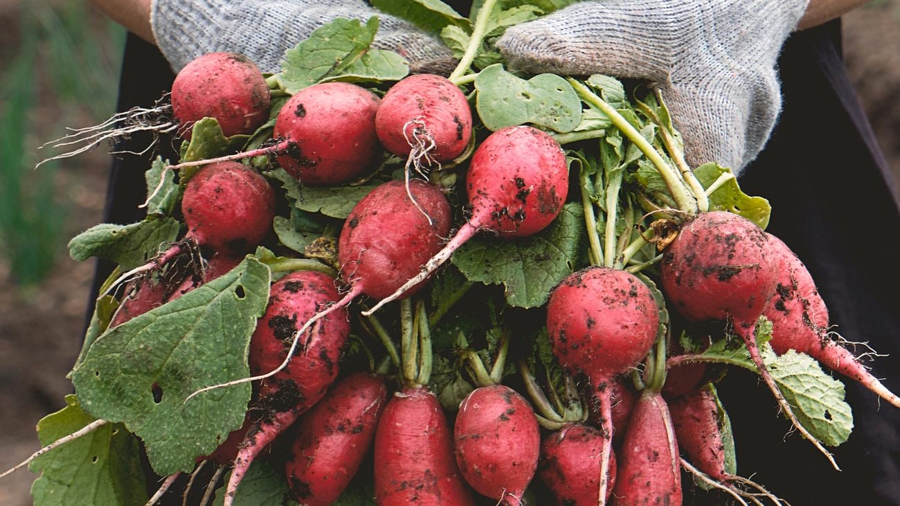 Fresh red radish with green leaves, just plucked from the garden, in the hands of a gardener