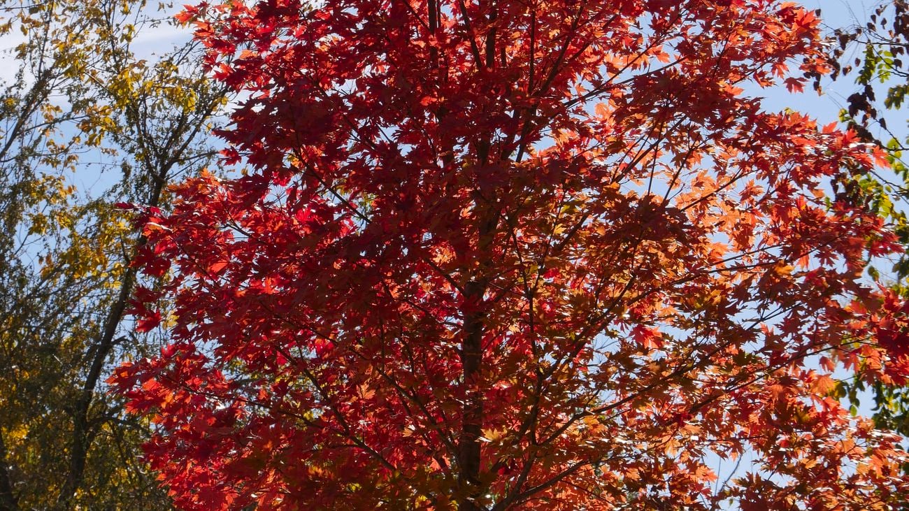 Wide shot of an ‘October Glory’ tree with red leaves and the sun behind it