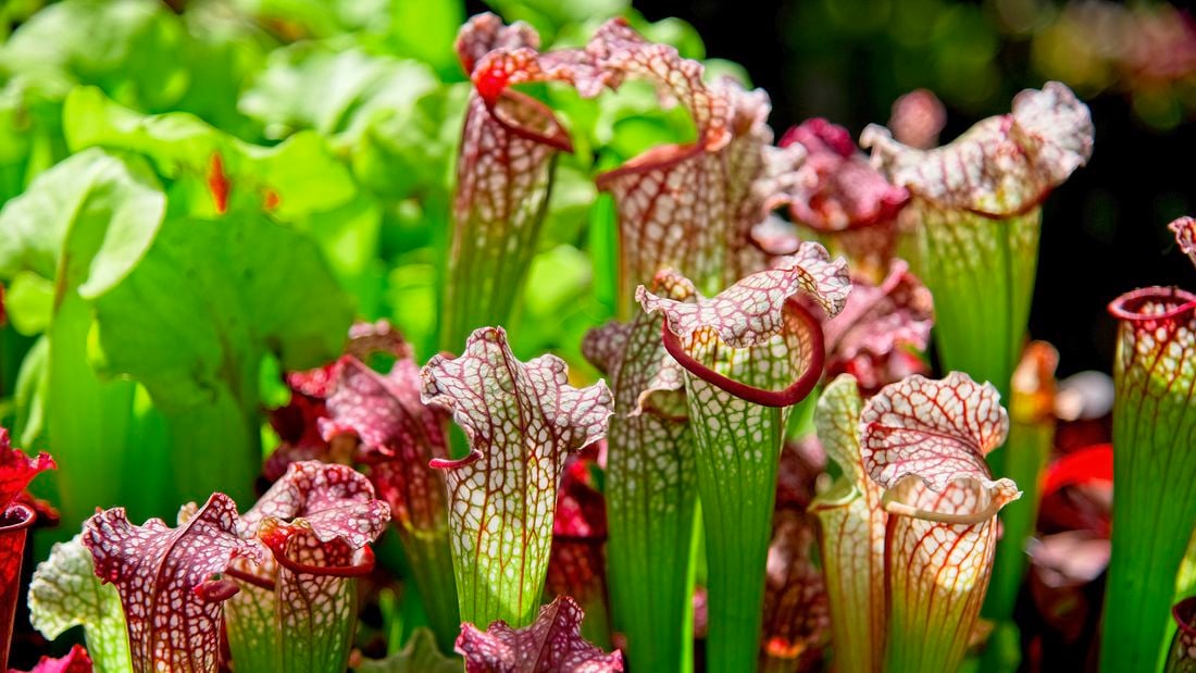 Sarracenia pitcher plant with red, pink and green stems