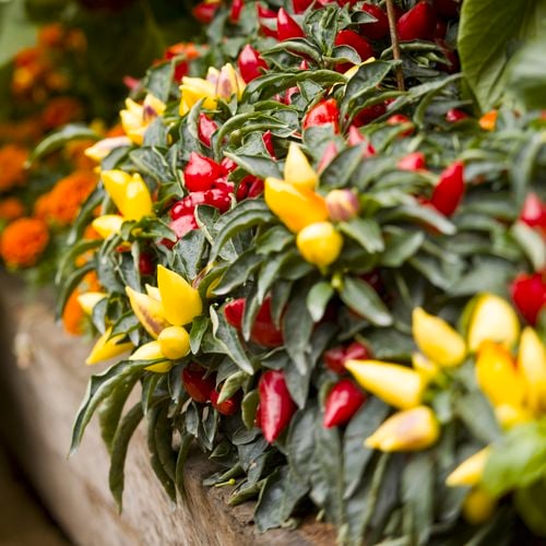 Chillis are a tasty feature plant for garden beds and borders or containers.