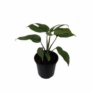 120mm Mini Monstera - Rhaphidophora tetrasperma