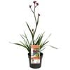 140mm Kangaroo Paw Bush Elegance - Anigozanthos hybrid