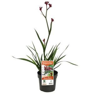 140mm Kangaroo Paw Bush Elegance - Anigozanthos hybrid