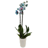 120mm Watercolour Bubblegum Double Stem Orchid - Phalaenopsis