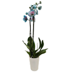 120mm Watercolour Bubblegum Double Stem Orchid - Phalaenopsis