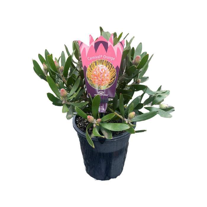 140mm Carnival Orange - Leucospermum cuneiforme hybrid