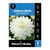 Bloomin Bulbs Dahlia Joy Burkitt 1 Pack