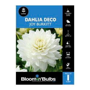 Bloomin Bulbs Dahlia Joy Burkitt 1 Pack