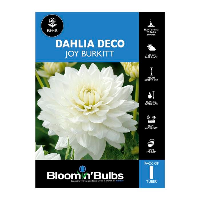 Bloomin Bulbs Dahlia Joy Burkitt 1 Pack