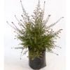 350mm Grevillea Scarlet Sprite - Grevillea rosmarinifolia