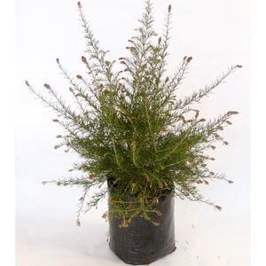 350mm Grevillea Scarlet Sprite - Grevillea rosmarinifolia