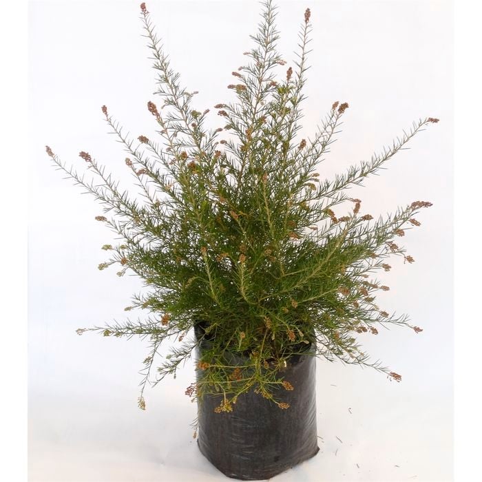 350mm Grevillea Scarlet Sprite - Grevillea rosmarinifolia