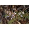 140mm Creeping Boobialla Broad Leaf Pink - Myoporum parvifolium